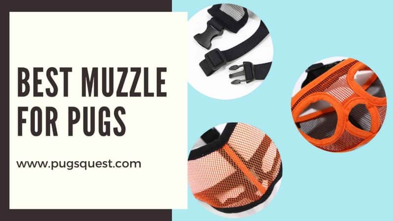 best muzzle for pugs
