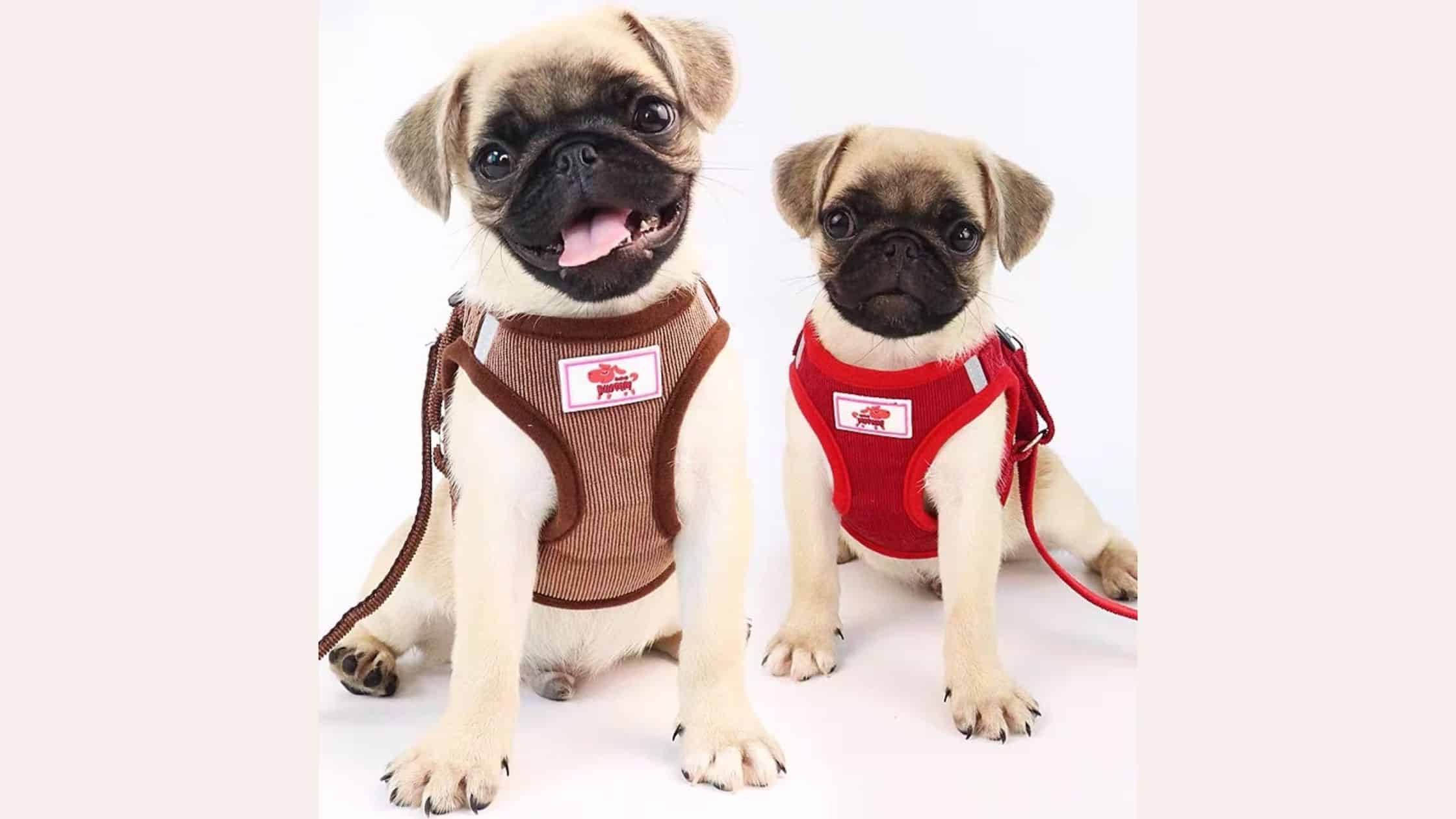 best harness for Pugs