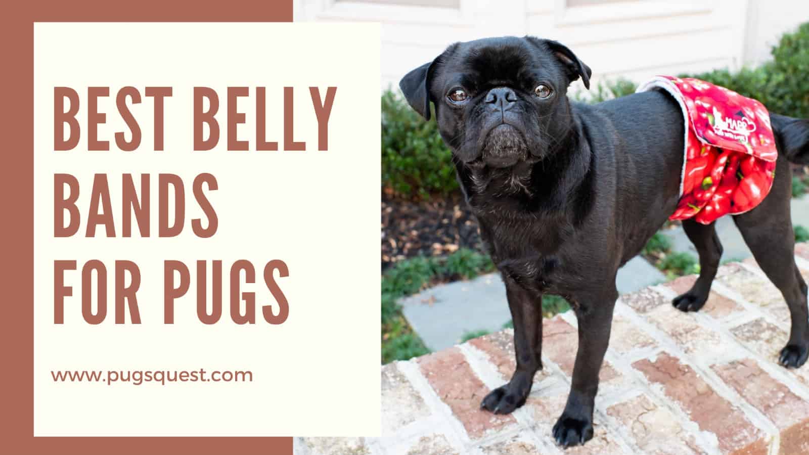 best belly bands for pugs