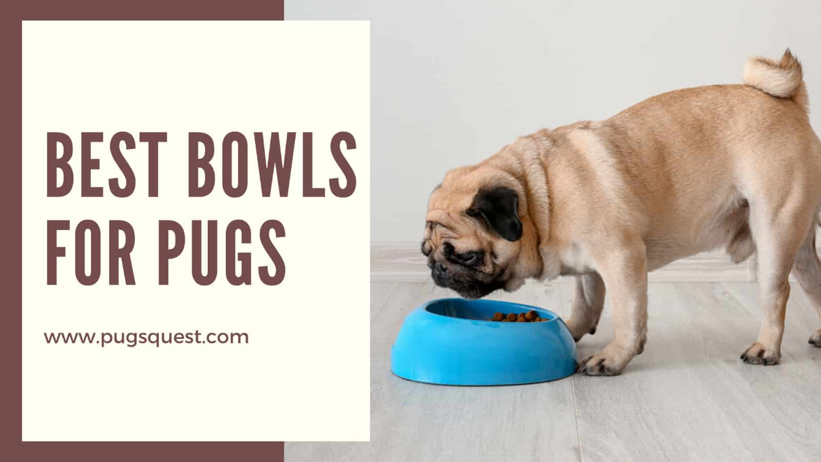 best bowls for pugs