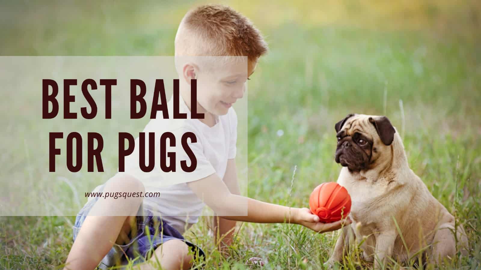 best ball toys for pugs
