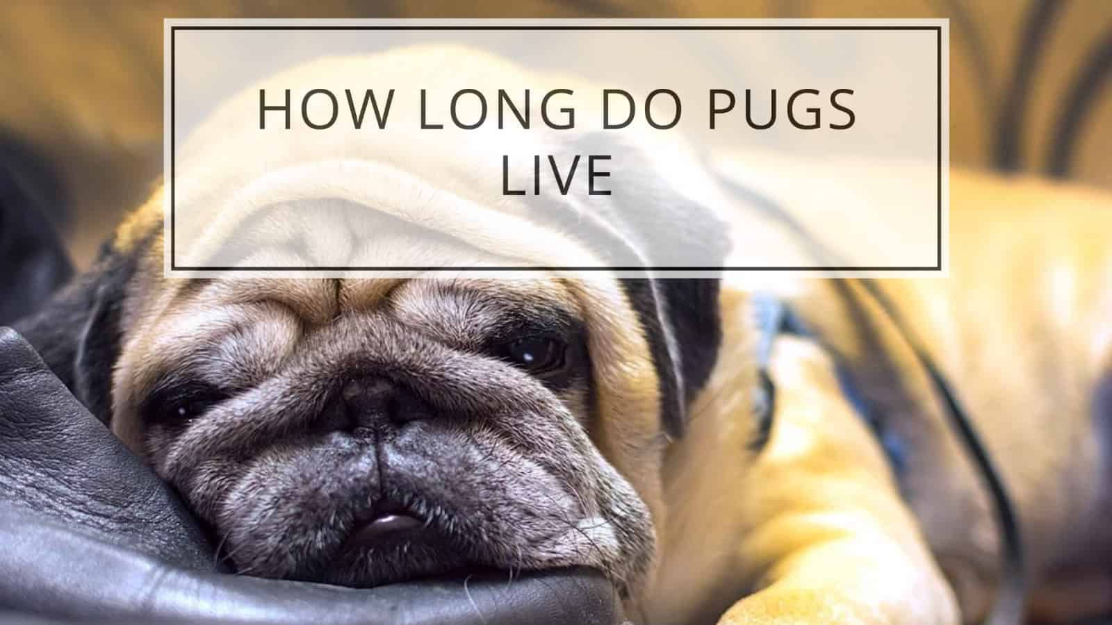 how long do pugs live