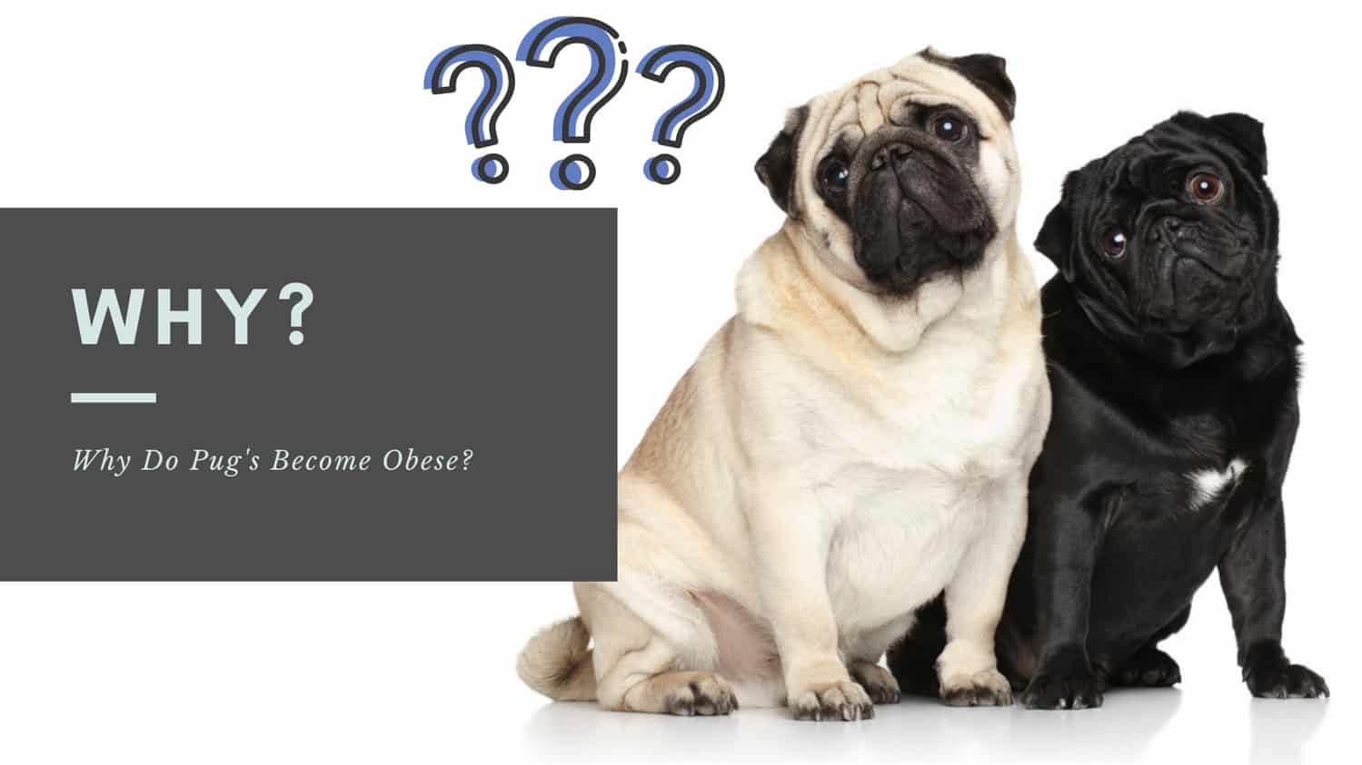 Why Do Pug's Become Obese?