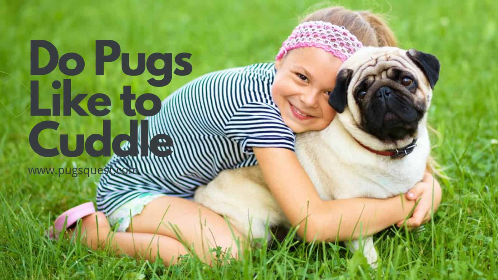 do pugs like to cuddle