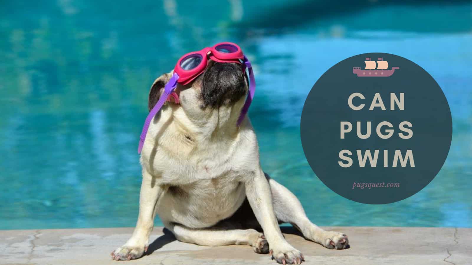 can pugs swim