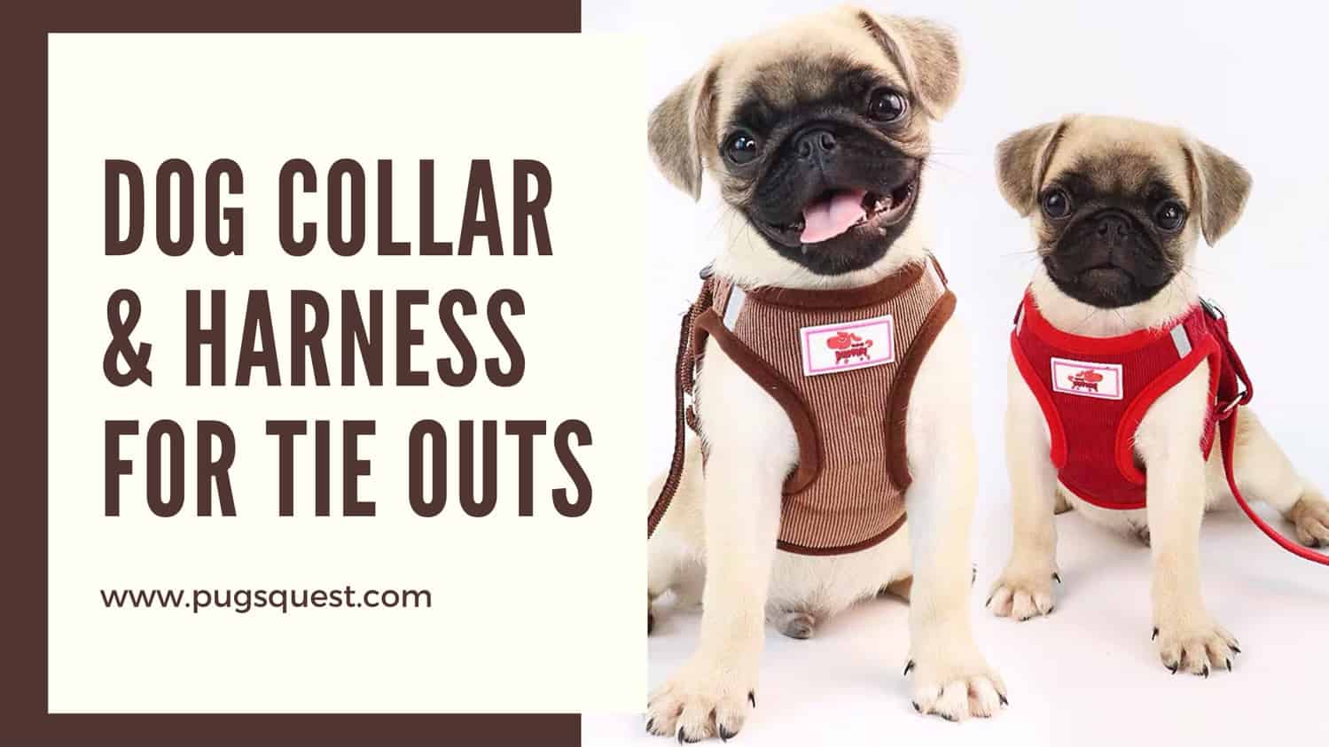 dog collar & harness for tie outs