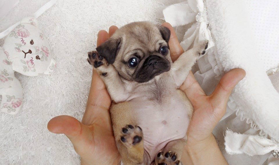 what is a teacup pug