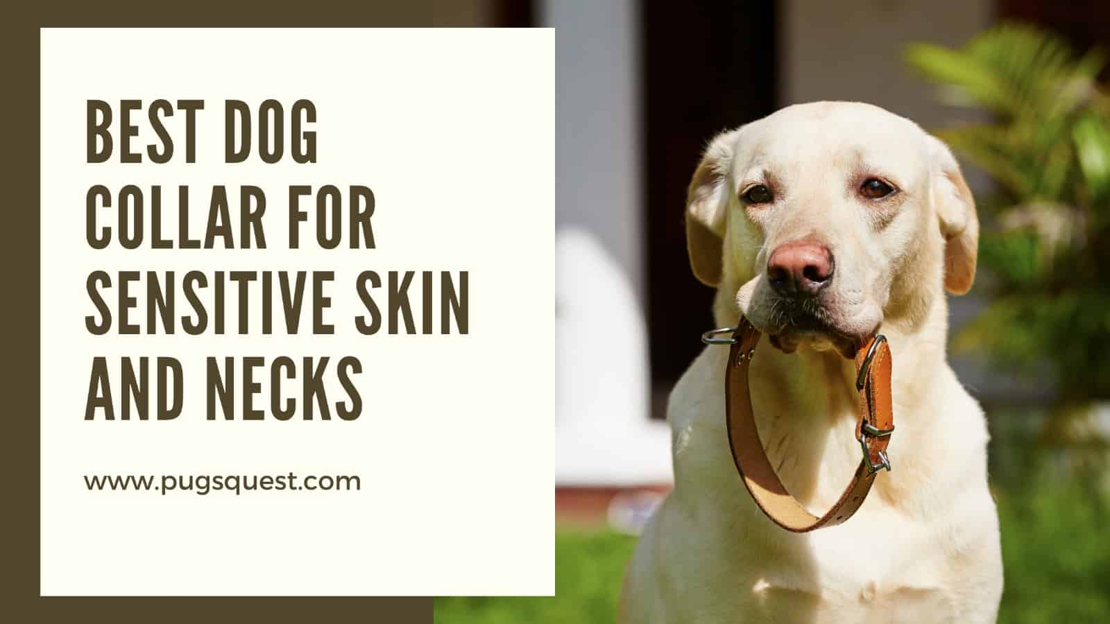 Best Dog Collar for Sensitive Skin and Necks