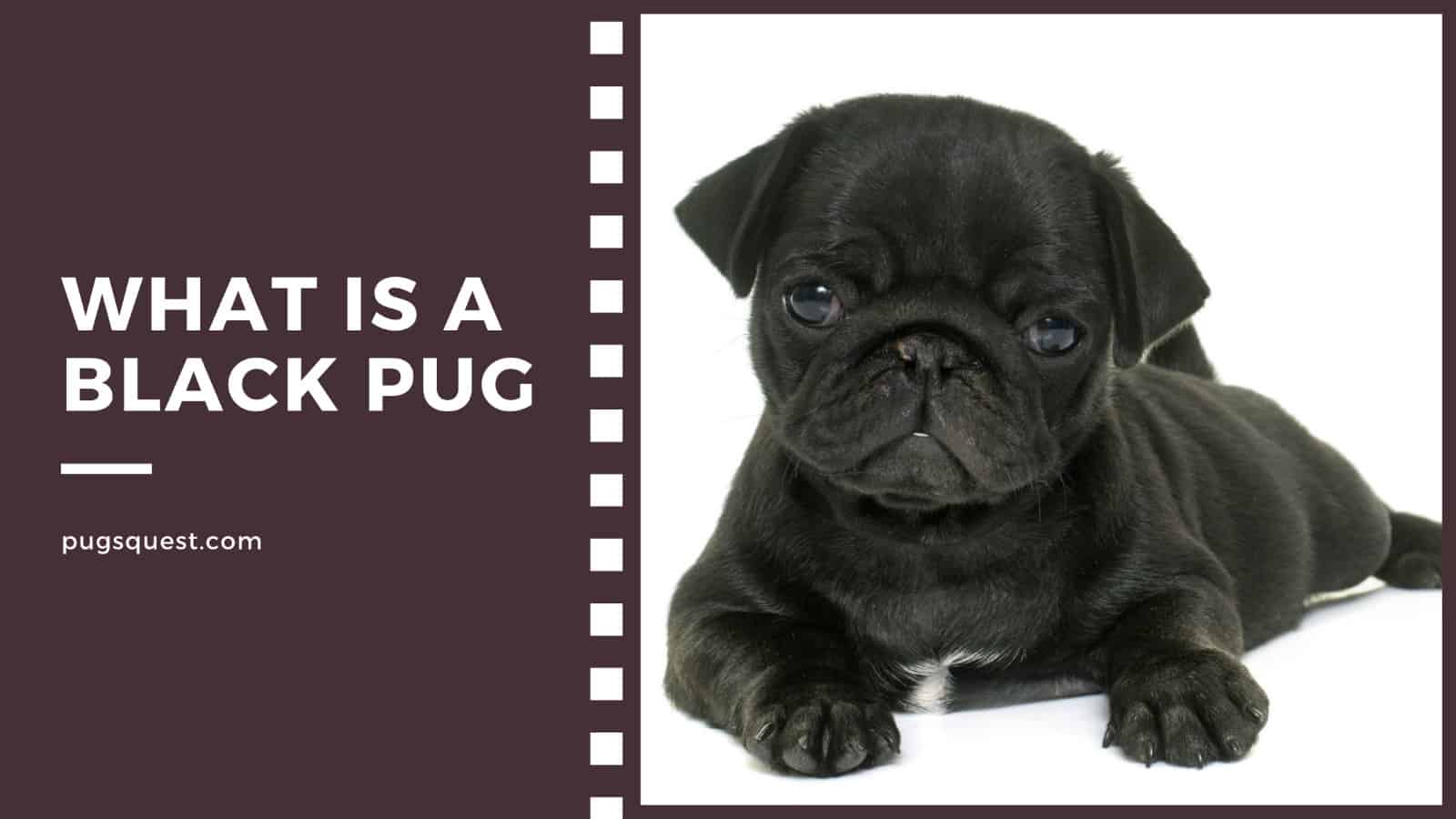 what is a black pug