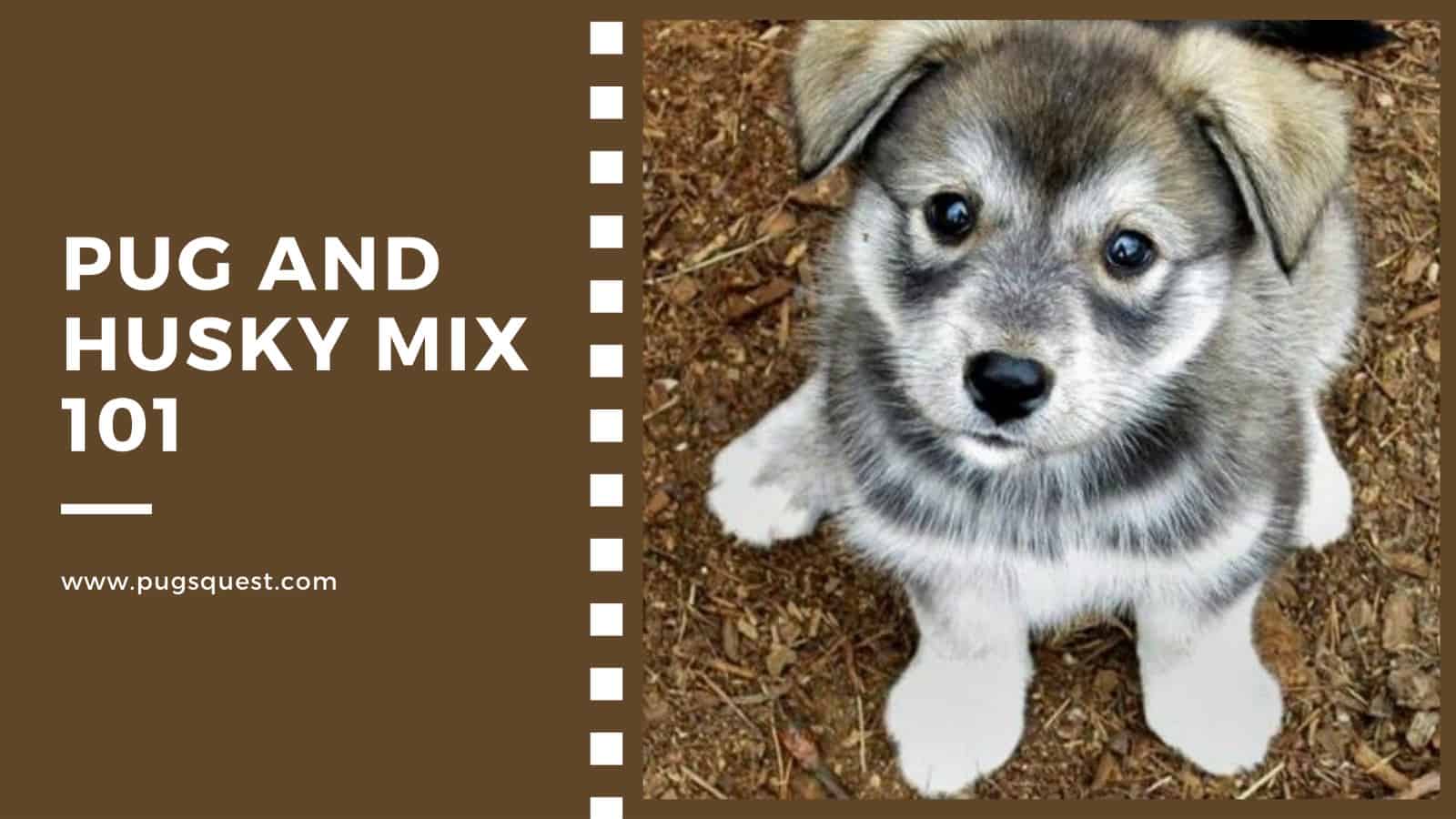 pug and husky mix