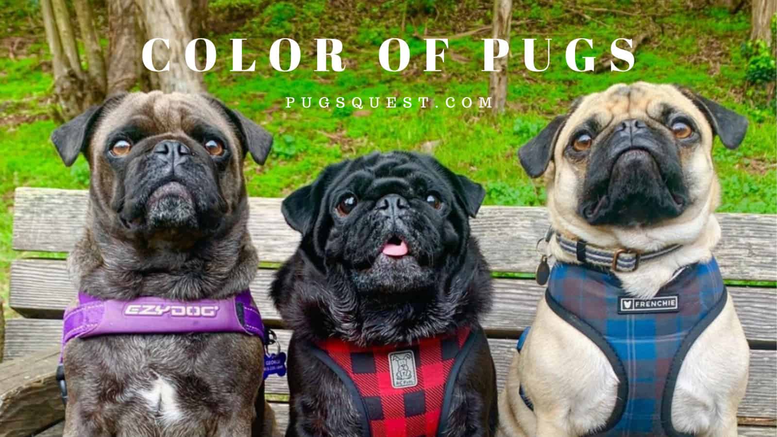 COLOR OF PUGS