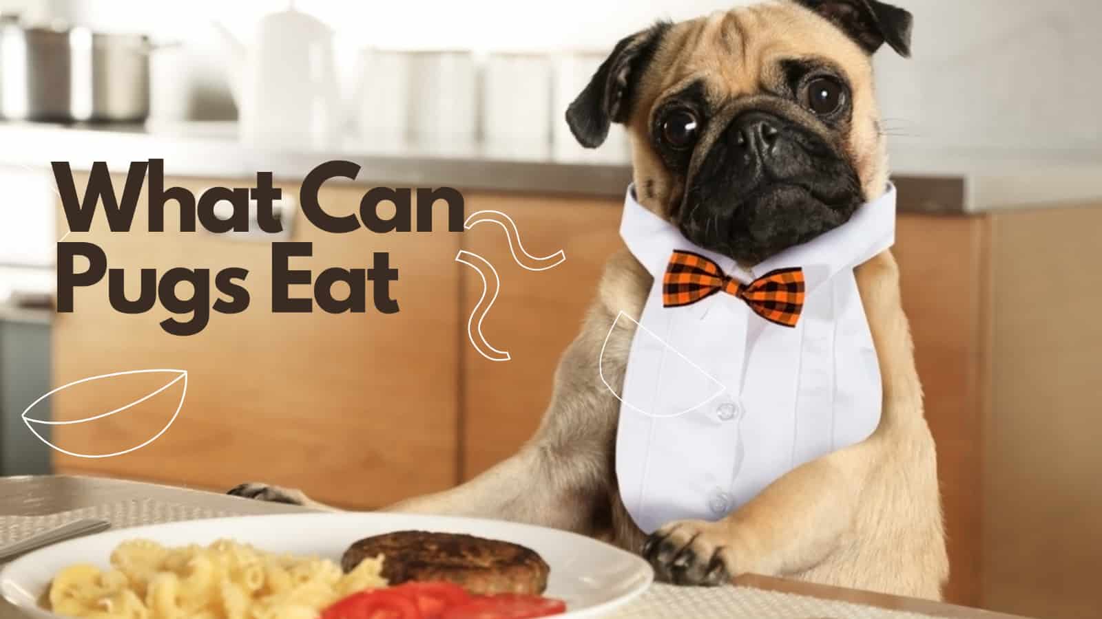 What Can Pugs Eat
