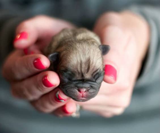newborn pugs
