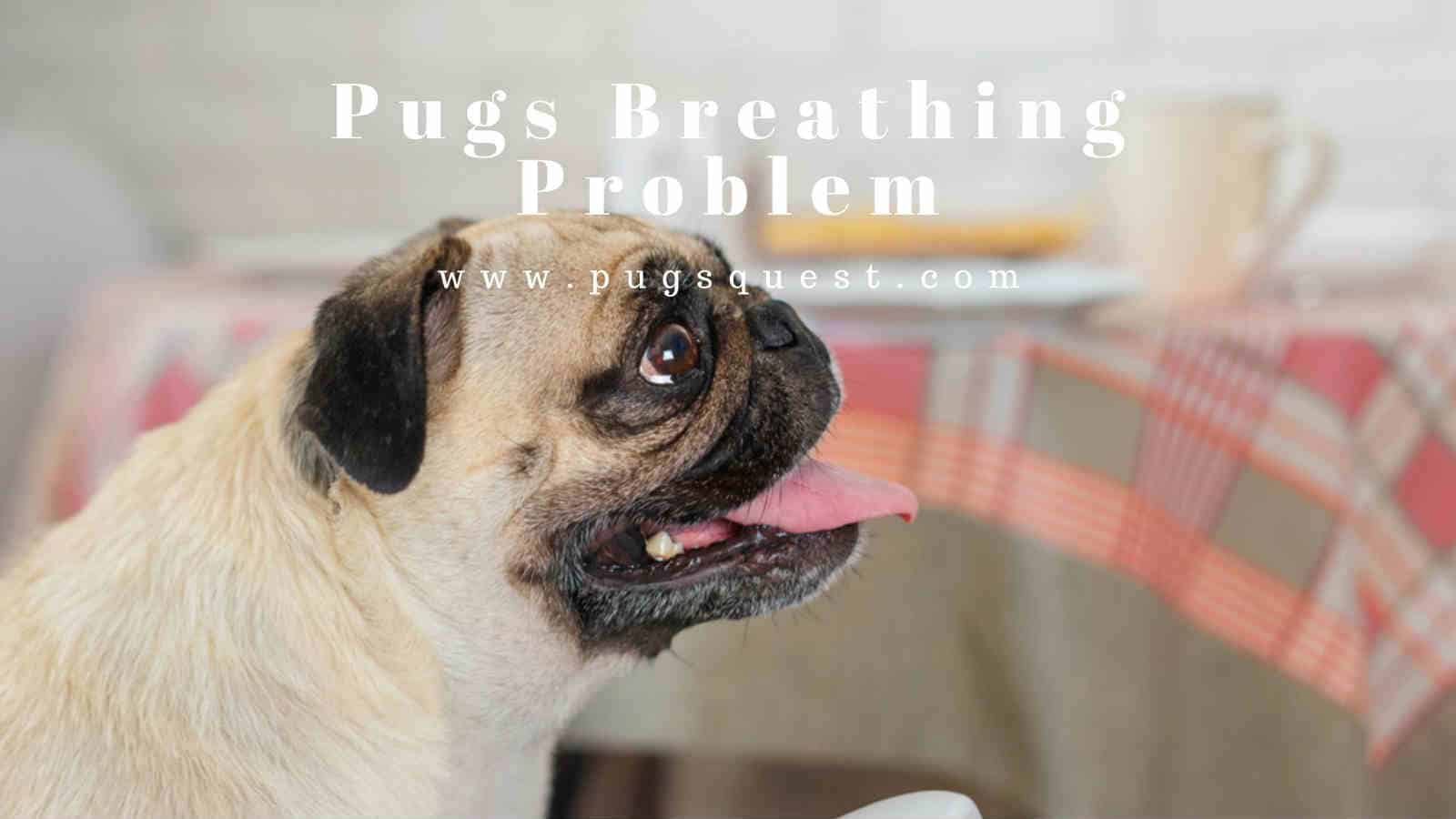 Pug breathing problems