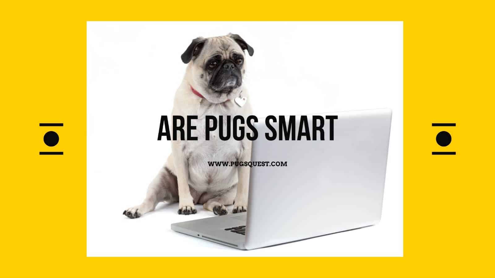 are pugs smart