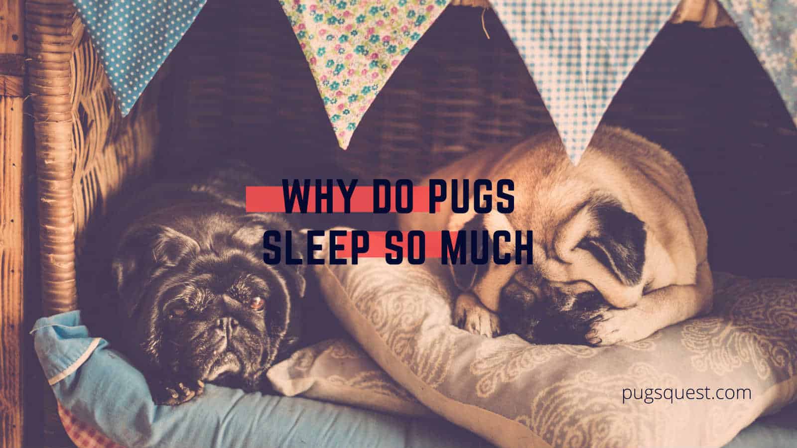 why do pugs sleep so much