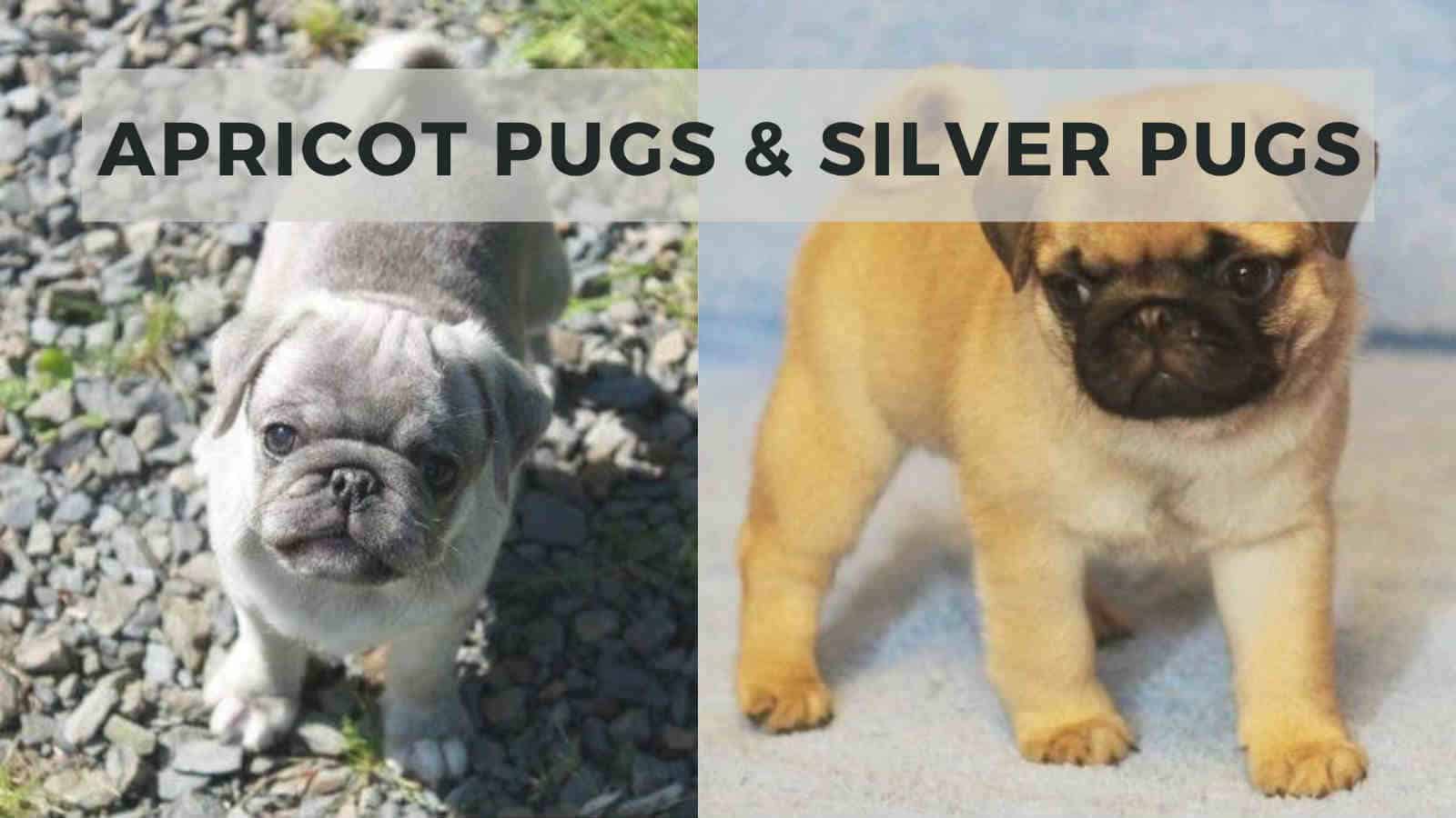 apricot pugs and silver pugs
