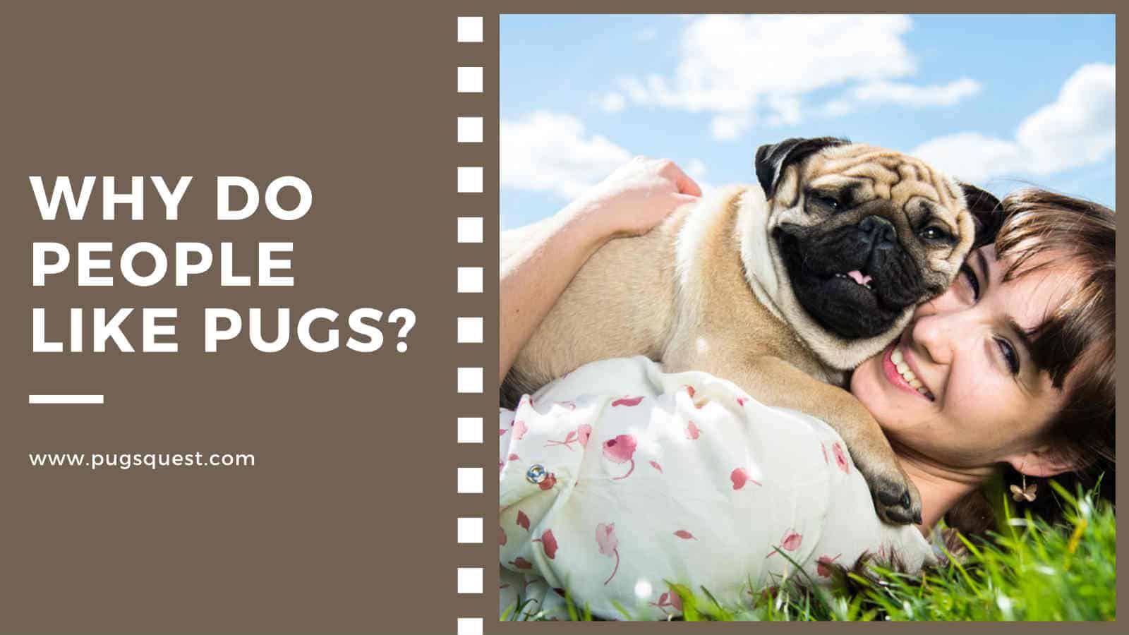 why-do-people-like-pugs-so-so-much