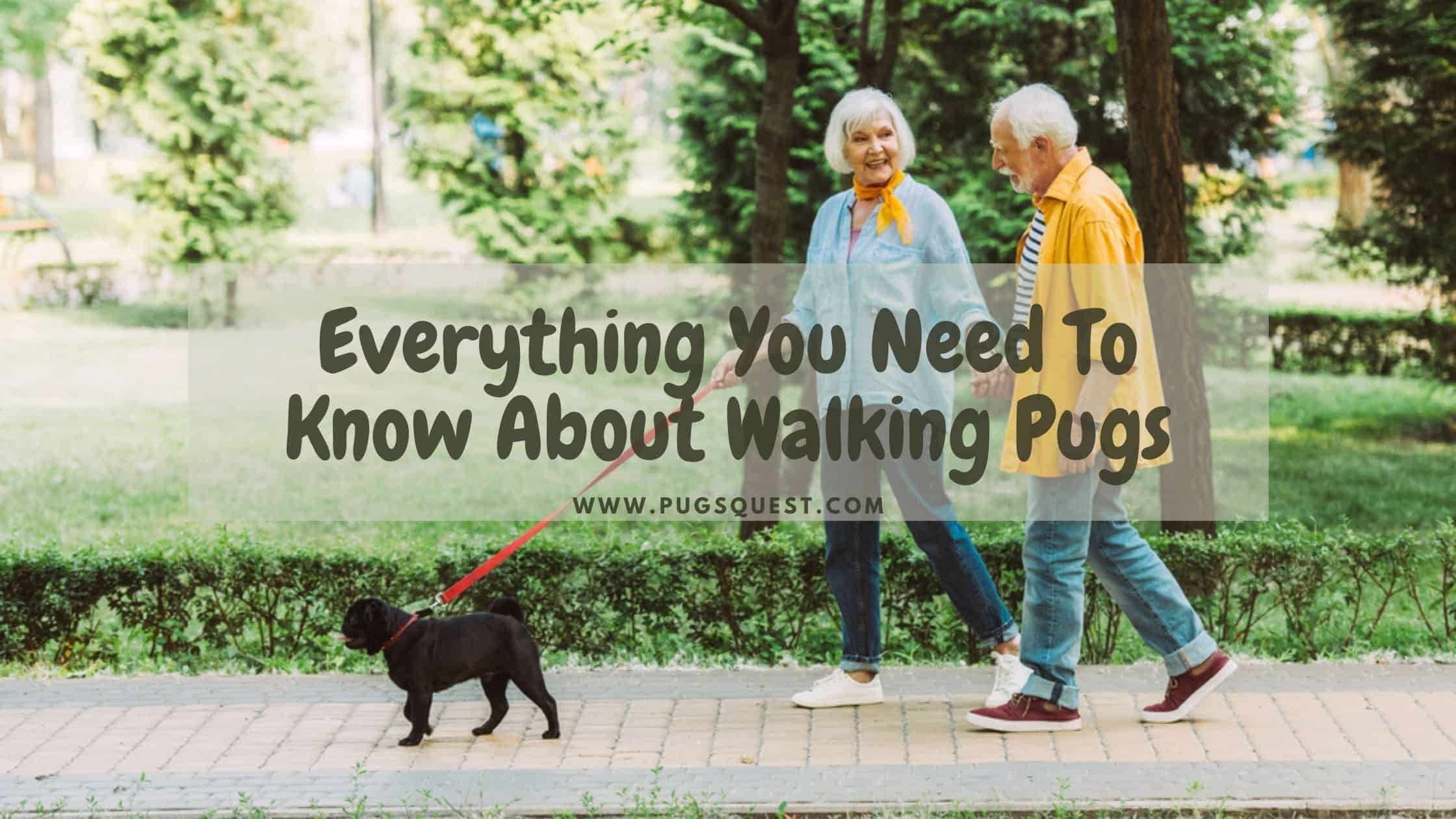 Everything You Need To Know About Walking Pugs