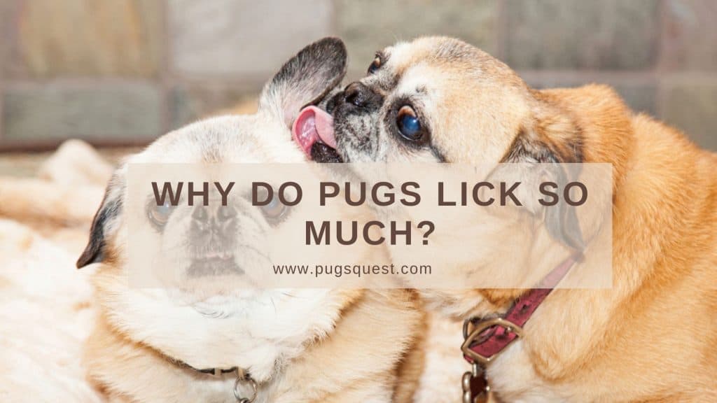 Why Do Pugs Lick So Much? How To Stop Pug Licking?