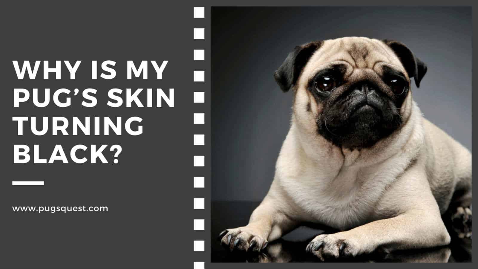 Why Is My Pugs Skin Turning Black Causes And Remedies