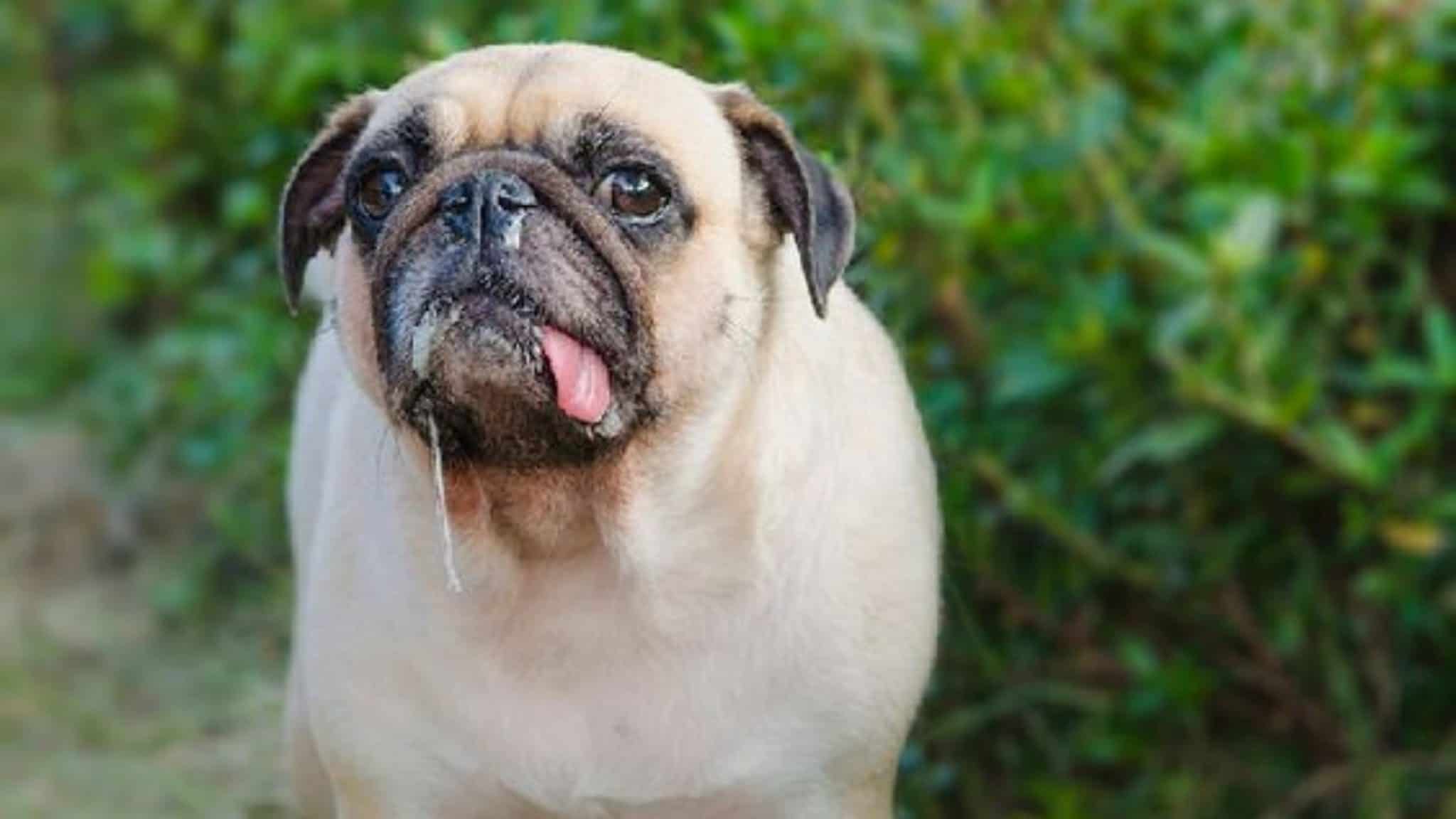 Pug Runny Nose [Causes, Treatments, Prevention, Q&A]