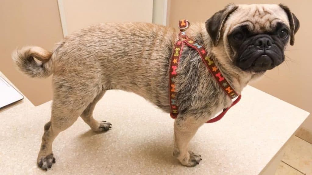 Pug Hair Loss: Why Does It Happen and How to Help
