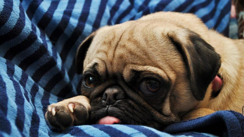 Cataracts in Pugs